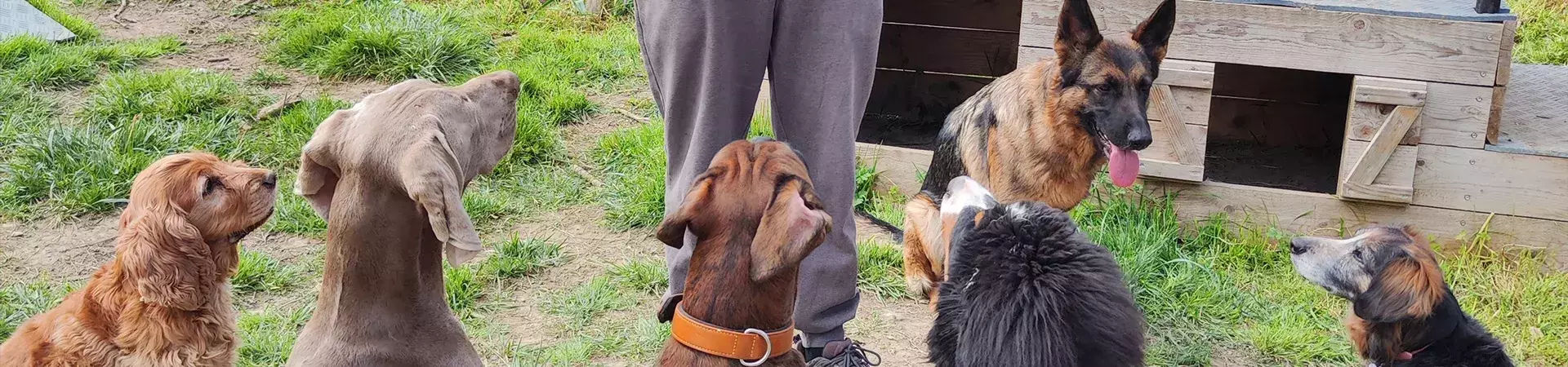 Éducation canine à Roquemaure | Elo Bien-être Animalier